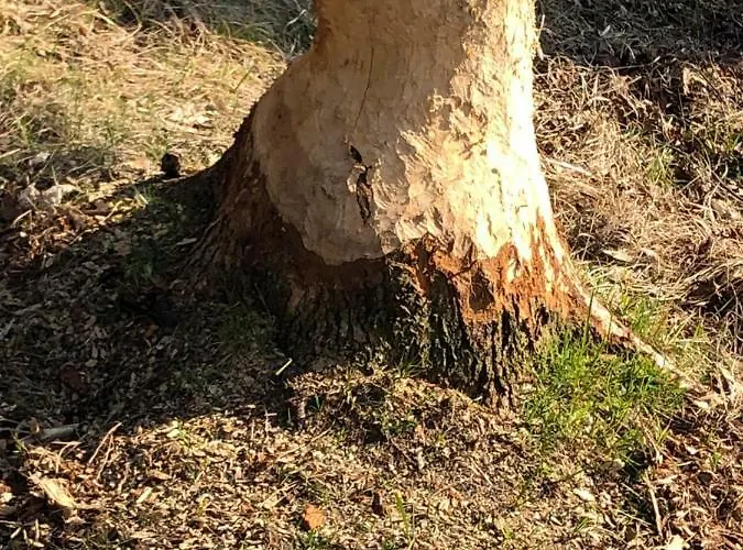 Urlaubsglueck Familien- & Hunde-paradies בית נופש